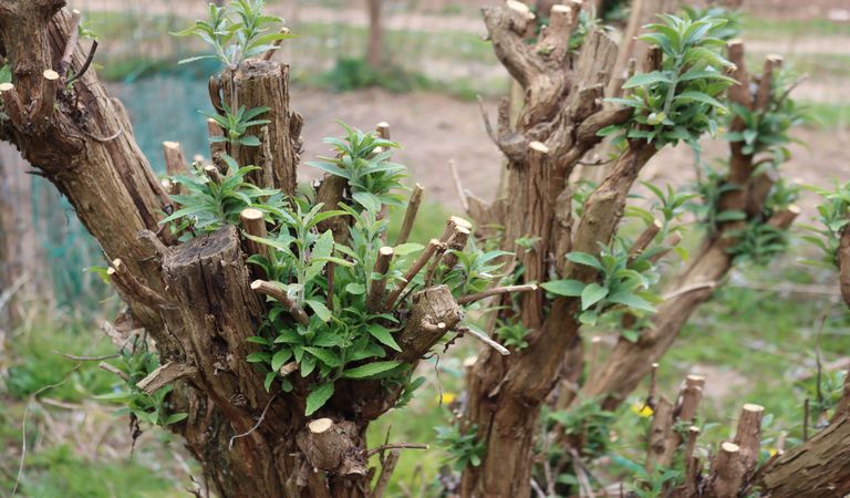 Geschnittener Busch im Garten